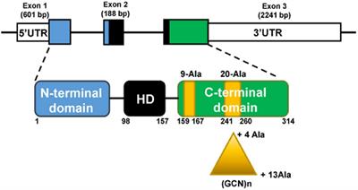 Research Advances on Therapeutic Approaches to Congenital Central Hypoventilation Syndrome (CCHS)